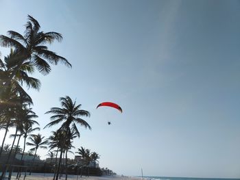 Low angle view of palm trees against sky