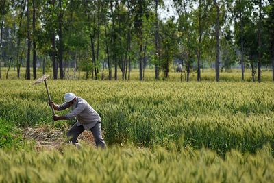 Farmer working on field