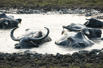 Waterbaffalo in mud in sri lanka's kumana national park 