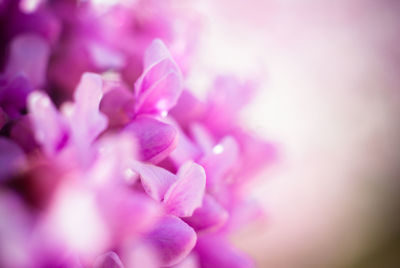 Close-up of pink flower