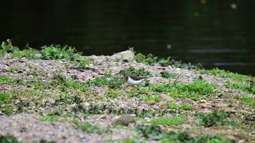 Close-up of bird on a patch of ground