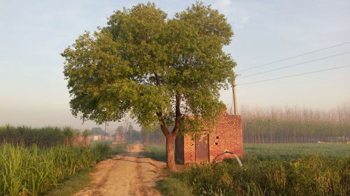 Country road amidst tree and crops growing on farms