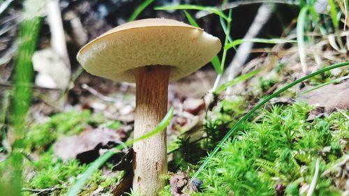 Close-up of mushroom growing on field