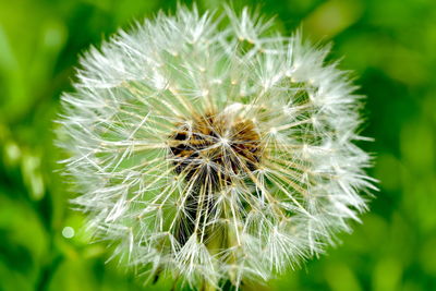 Close-up of dandelion flower