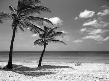 Palm trees on beach against sky