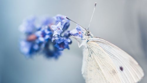 Close-up of butterfly on flower