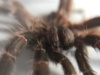 Close-up of spider