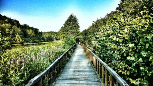 Footpath amidst trees against sky