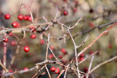 Close-up of berries growing on tree