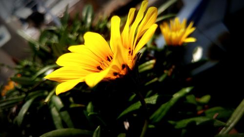 Close-up of yellow day blooming outdoors