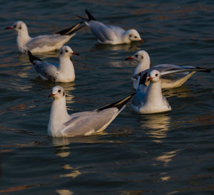 Seagulls in ganga