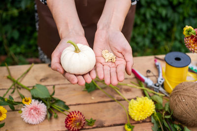 Women's hands hold seeds and small pumpkins near the desktop
