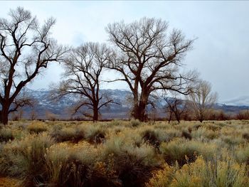Bare trees on field against sky