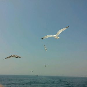 Seagulls flying over sea against clear sky