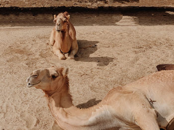 Two camels laying on the desert sand 