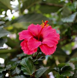 Close-up of pink flower