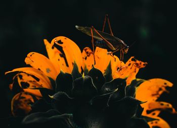 Close-up of yellow flowers blooming outdoors