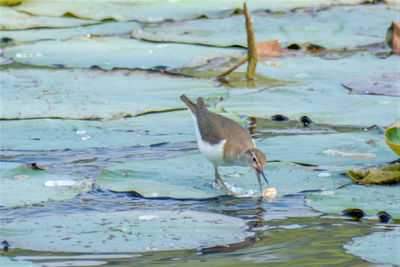 Close-up of bird perching on lake