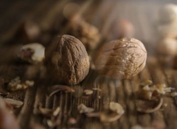 Close-up of seashells