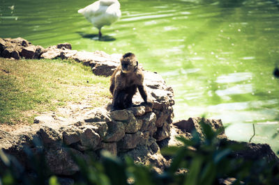 Monkey sitting on rock