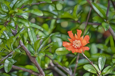 Close-up of orange flowering plant