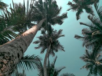 Low angle view of palm trees against sky