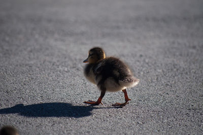 A duckling on its own