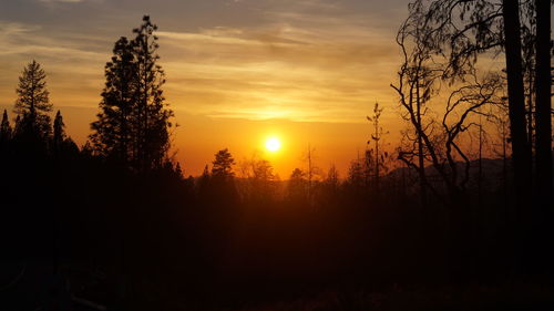 Silhouette of trees at sunset