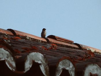 Low angle view of bird perching on roof against clear sky