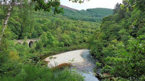 Scenic view of river amidst trees in forest