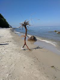 Driftwood on beach against clear sky