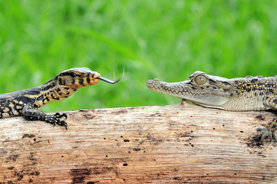 Close-up of lizard