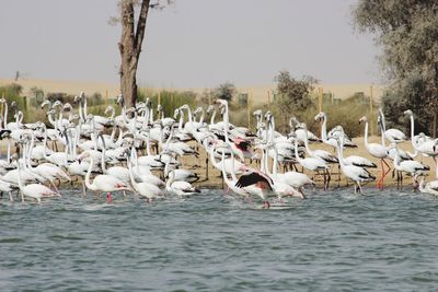 Swans in lake against sky