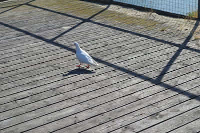 High angle view of seagull perching on boardwalk