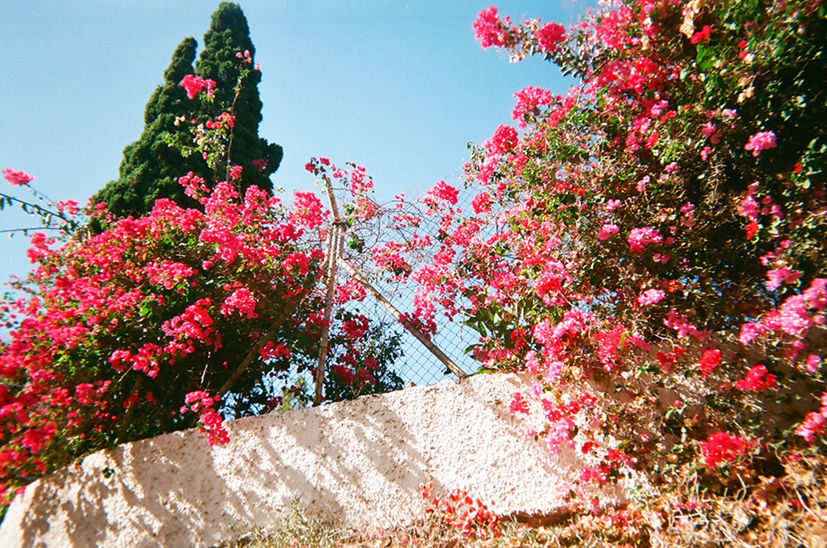 LOW ANGLE VIEW OF PINK CHERRY BLOSSOM TREE