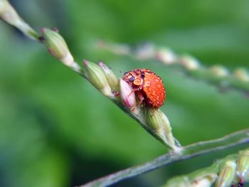 Close-up of insect on flower