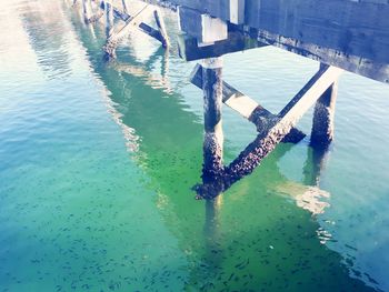 High angle view of starfish on swimming pool