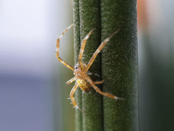 Close-up of spider