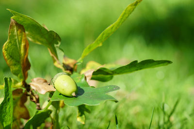 View of green acorns on an oak tree.