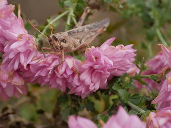 Close-up of butterfly pollinating on pink flower