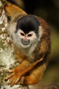 Close-up portrait of a monkey