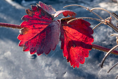 Close-up of red maple leaves on plant