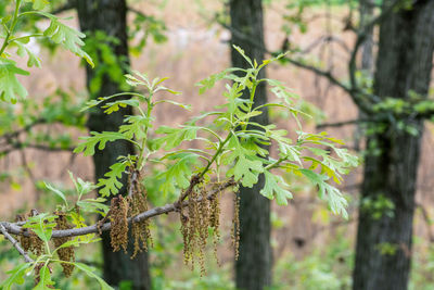 Close-up of bamboo tree trunk in forest