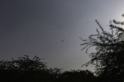 Low angle view of silhouette bird flying against clear sky