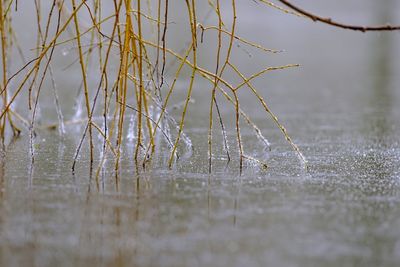 Close-up of spider web