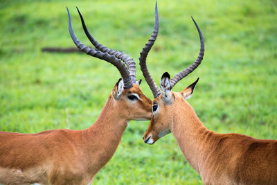 Deer in a field