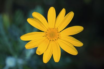 The beautiful yellow flower in the garden in the nature