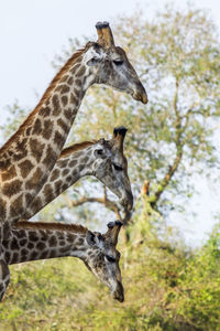 View of an animal on land