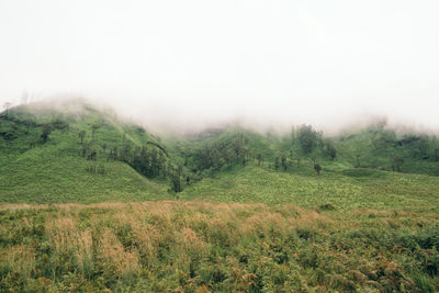 Scenic view of trees growing on mountain in forest during foggy weather