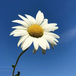 Low angle view of white flower against blue sky